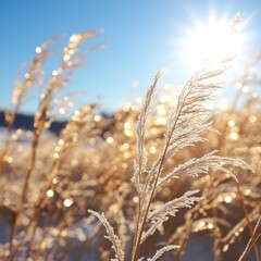 Fototapeta premium Frosty winter grass field, sunlit