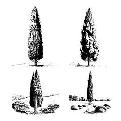 High detail tree sketch hand drawing on white background