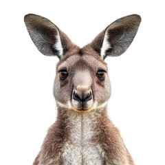Fototapeta premium kangaroo portrait isolated on transparent png
