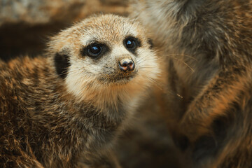 Suricate or meerkat (Suricata suricatta) detail portrait