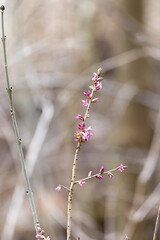 Early Spring Seidelbast Blossoms on Bare Branches in a Soft, Neutral Forest Setting..