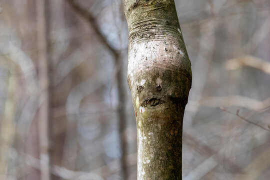 Tree Trunk with Face-Like Pattern in a Blurred Forest Background..