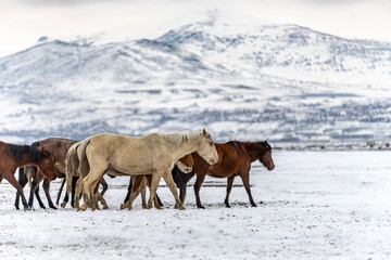 herd of horses on the snow on a mountain pasture