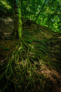 新緑の森に力強く根を張る樹木