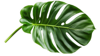 a vibrant green monstera leaf. characterized by its large size and distinctive split leaves. commonly associated with tropical plants and used in home decor and landscaping