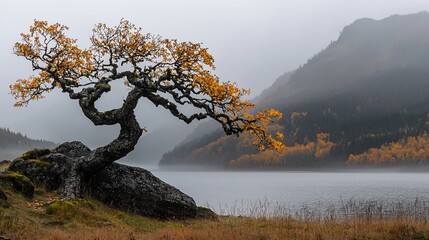 Solitary autumn tree on lake rock, misty mountains.