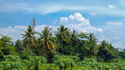 Obraz premium View coconut tree and blue sky