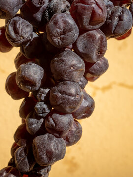 A closeup of a beautiful bunch of dried grapes for amarone sunkissed, with details. Grapes for natural wine production. Wine aging. Organic wine. Nature