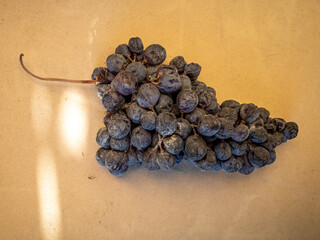 A beautiful bunch of dried grapes for amarone in the shadow, with rays of light. Grapes for natural...