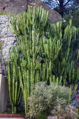 A cactus is a member of the plant family Cactaceae a family of the order Caryophyllales comprising...