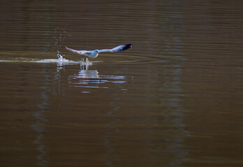 Ring-billed gull, Larus delawarensis, skipping on the water's surface as it takes off into flight, Chickamauga Lake, Tennessee