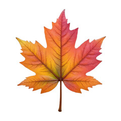 Fototapeta premium Orange, Red, and Yellow Maple Leaf with Transparent Background