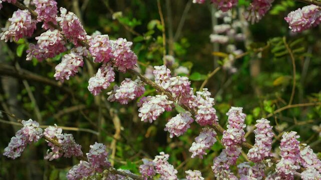 Gliricidia maculata (a genus of flowering plants in the legume family, Fabaceae) pink blossom, sheemakonna poovu in kerala