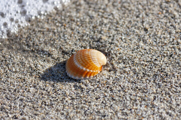 Seashells on sand. Summer beach background. Top view