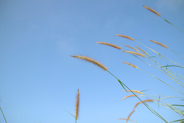 Grass flowers on a blue sky background