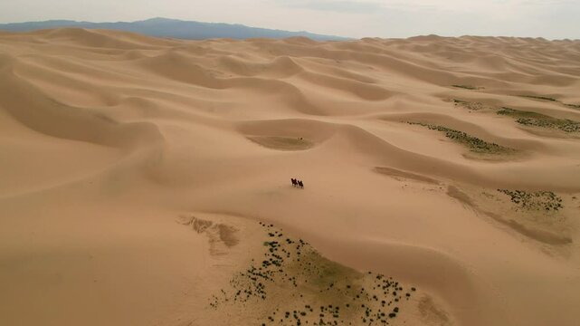 A pair of camels carrying tourists through the vast and serene landscapes of the Gobi Desert, captured in stunning aerial drone footage.