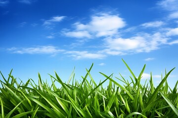Obraz premium Lush Green Grass Blades Against a Vibrant Blue Sky with Fluffy White Clouds A Stunning Nature Scene