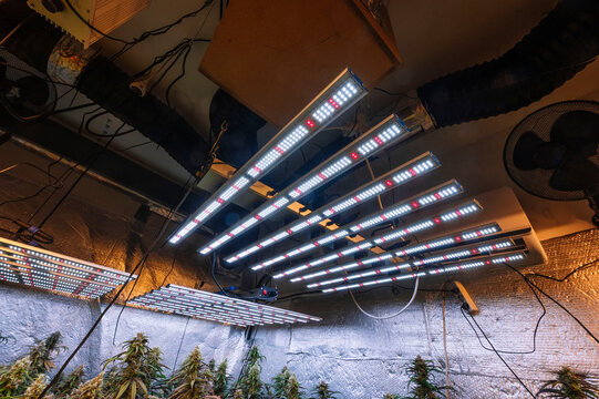 Indoor cannabis farm with advanced LED lighting system