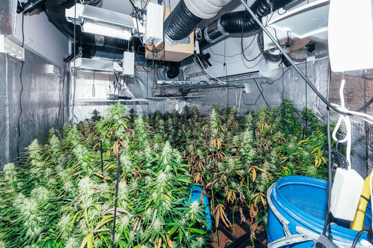 Indoor marijuana cultivation facility illuminated by grow lights