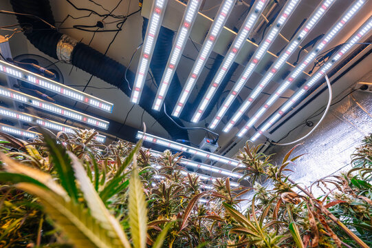 Indoor marijuana plantation with advanced LED lighting