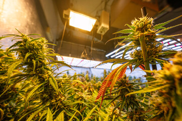 Thriving indoor marijuana plantation under grow lights