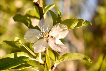 Obraz premium Cherry flowers on a tree in spring