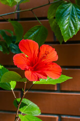 China rose or Hawaiian hibiscus in sunlight. Bright large red Chinese hibiscus flower (Hibiscus...