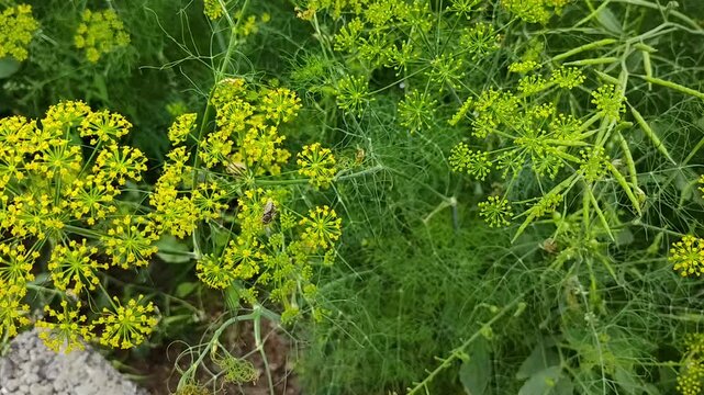 landscape view of yellow flowers in the grass, cumin herb plant leaf indoor farming