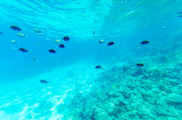 Striped fish glide gracefully in clear blue ocean. Sunlight penetrates, creating patterns on vibrant coral below. Serene aquatic scene viewed from low angle