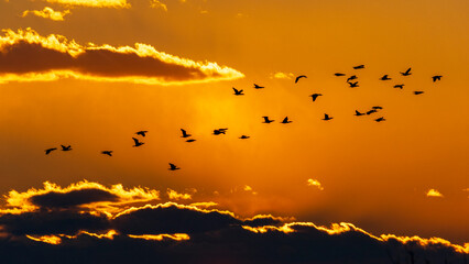 夕焼け空を飛ぶ水鳥のシルエット