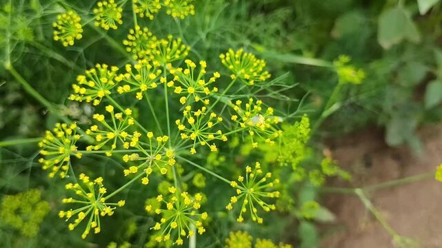 close up of green cumin farm, natural background plant leaf