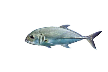 Bigeye trevally jack silver fish (Caranx sexfasciatus) isolated on transparent background, side view