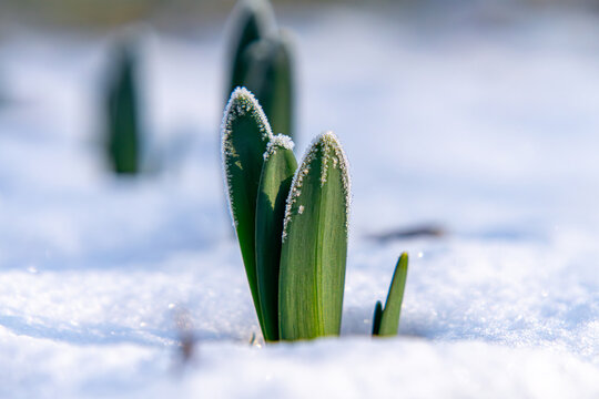 green plants and flowers growing in the snow. plants poking through the frozen ground and snow. first signs of spring.