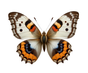 White Admiral Butterfly with transparent background