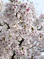 満開になった桜の花