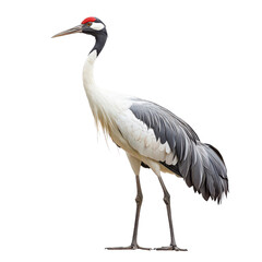 Obraz premium crane portrait isolated on transparent png