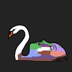 black swan on the water