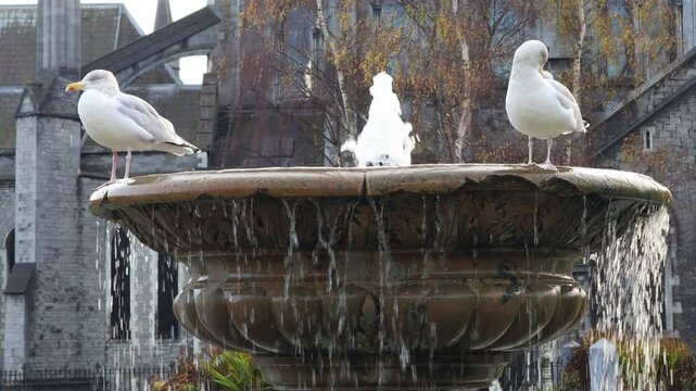 Seagulls gather at the fountain in the park.공원의 분수대에서 갈매기들이 모여있습니다.
