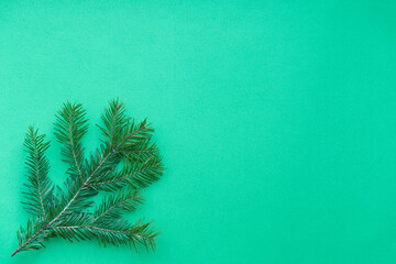 Fir tree branch on green background