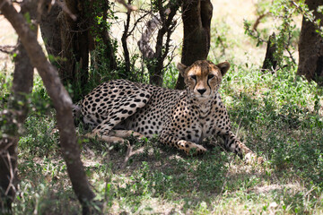 a cheetah rests in the shade on a hot afternoon, on Serengeti savannah, tanzania