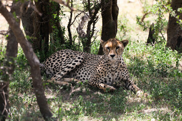 a cheetah rests in the shade on a hot afternoon, on Serengeti savannah, tanzania