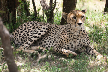 a cheetah rests in the shade on a hot afternoon, on Serengeti savannah, tanzania