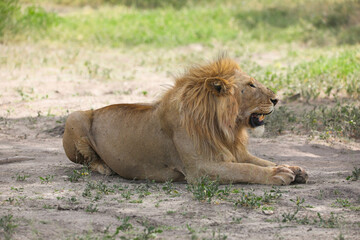 an alpha male lion rests in the shade, on the Serengeti savannah, Tanzania