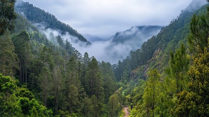 Fototapeta premium Misty mountain valley with lush green forest.
