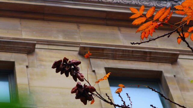 The street trees in Paris have turned red.파리시내의 가로수가 붉게 물들었습니다.