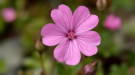 Fototapeta premium a pink flower with green leaves
