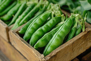 Organic Farming, A Collection of Homegrown Vegetables