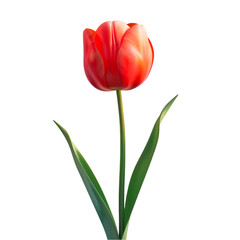 Single red tulip blossom isolated on black background elegant floral beauty nature spring flower