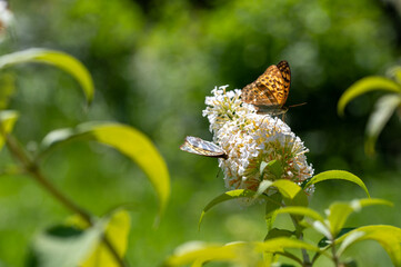 Butterfly on white lilac