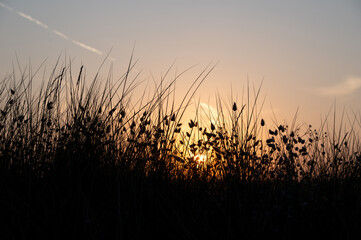Fototapeta premium Grasses in the light of the evening sun